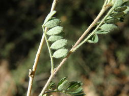 Image of oakwoods prairie clover