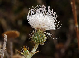 Plancia ëd Cirsium mohavense (Greene) Petr.