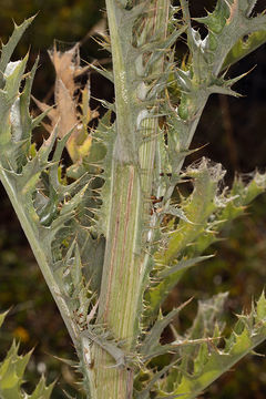 Plancia ëd Cirsium mohavense (Greene) Petr.