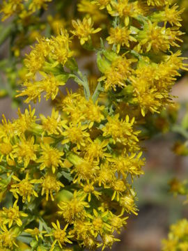 Sivun Solidago velutina DC. kuva