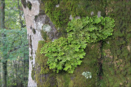 Слика од Lobaria pulmonaria (L.) Hoffm.