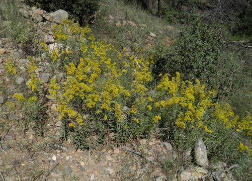 Image of three-nerve goldenrod