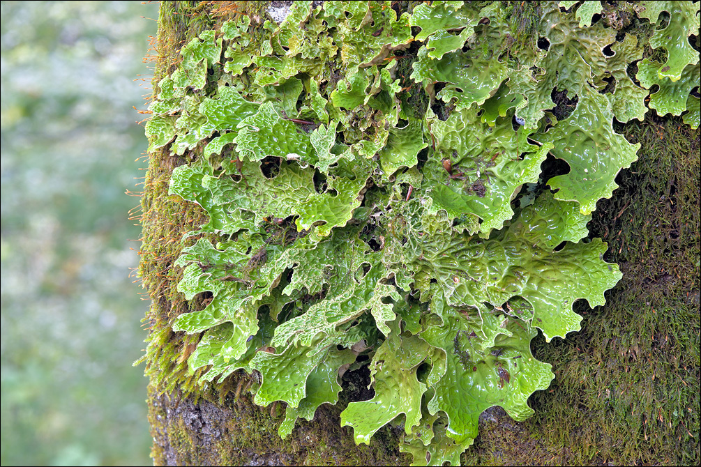 Слика од Lobaria pulmonaria (L.) Hoffm.