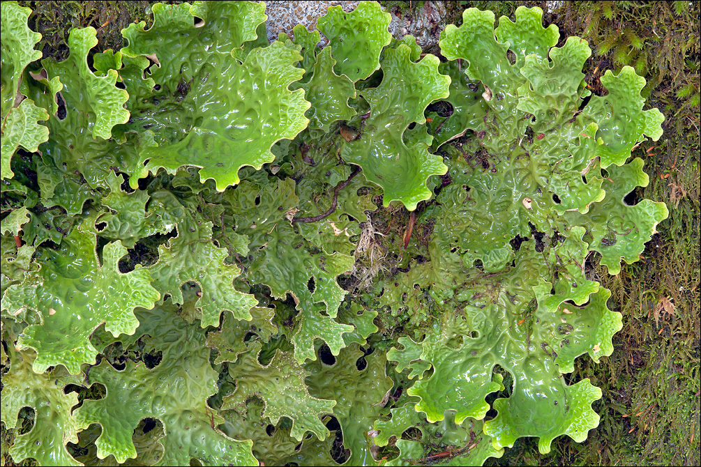 Слика од Lobaria pulmonaria (L.) Hoffm.