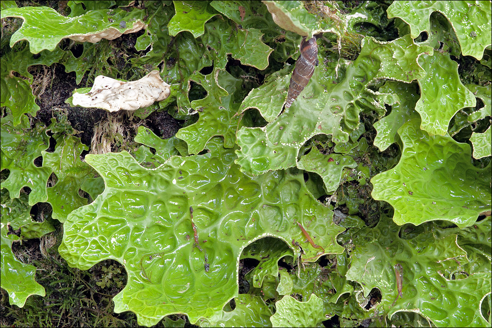 Слика од Lobaria pulmonaria (L.) Hoffm.