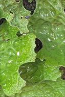 Слика од Lobaria pulmonaria (L.) Hoffm.