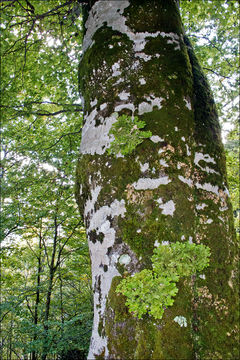 Слика од Lobaria pulmonaria (L.) Hoffm.