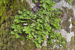 Слика од Lobaria pulmonaria (L.) Hoffm.