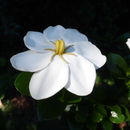 Imagem de Gardenia jasminoides J. Ellis