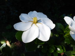 Image of Cape jasmine