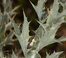 Plancia ëd Cirsium mohavense (Greene) Petr.