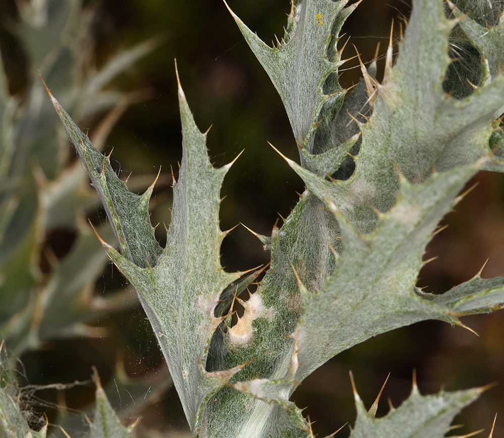 Plancia ëd Cirsium mohavense (Greene) Petr.