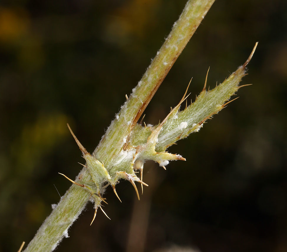 Plancia ëd Cirsium mohavense (Greene) Petr.