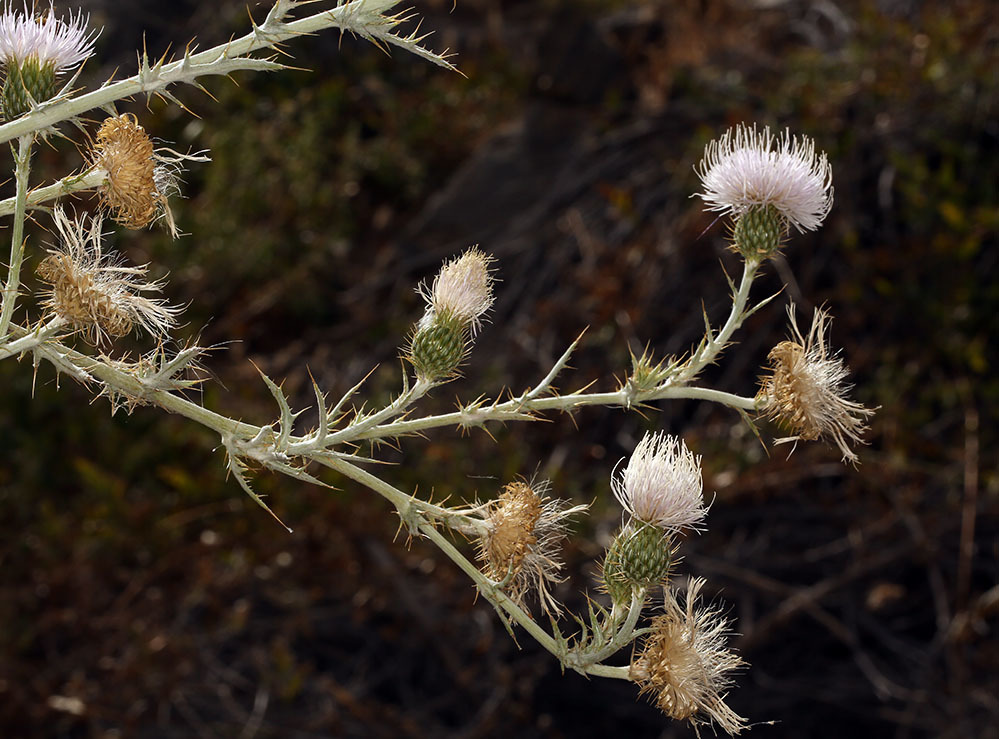 Plancia ëd Cirsium mohavense (Greene) Petr.