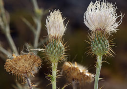 Plancia ëd Cirsium mohavense (Greene) Petr.