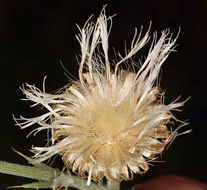 Plancia ëd Cirsium mohavense (Greene) Petr.