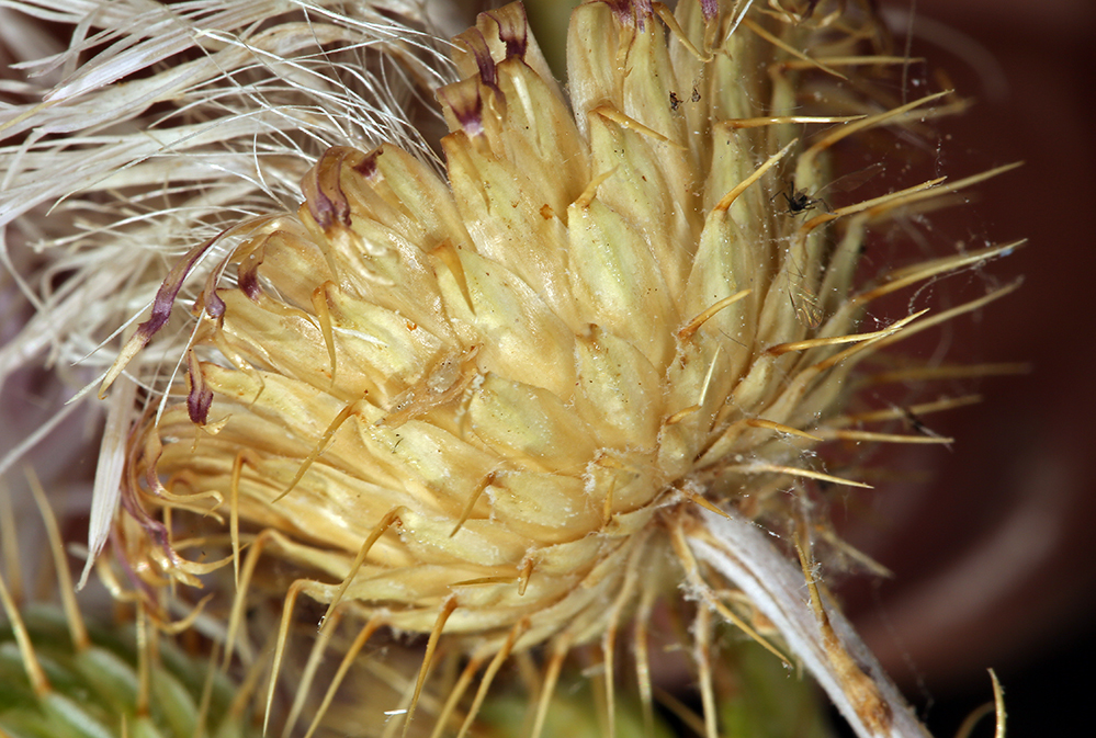 Plancia ëd Cirsium mohavense (Greene) Petr.