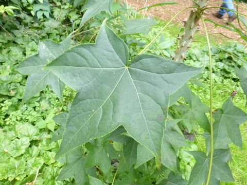 Image of castor aralia