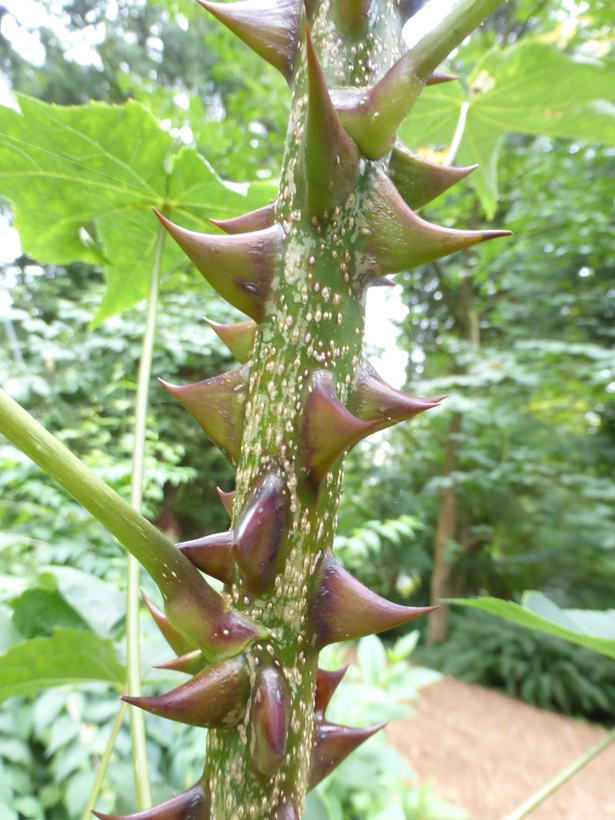 Image of castor aralia