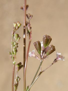 Imagem de Boerhavia triquetra var. intermedia (M. E. Jones) Spellenb.