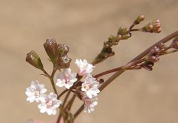 Imagem de Boerhavia triquetra var. intermedia (M. E. Jones) Spellenb.