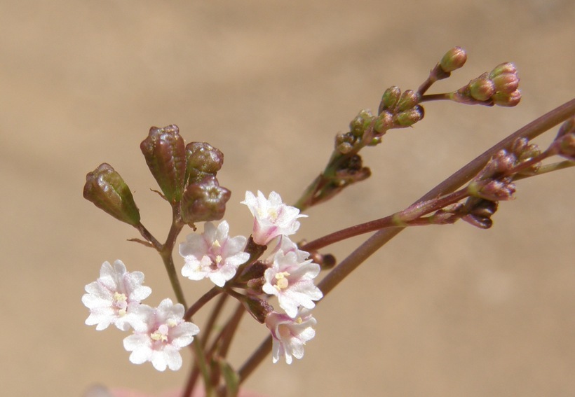 Imagem de Boerhavia triquetra var. intermedia (M. E. Jones) Spellenb.