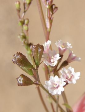 Imagem de Boerhavia triquetra var. intermedia (M. E. Jones) Spellenb.