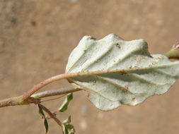 Imagem de Boerhavia triquetra var. intermedia (M. E. Jones) Spellenb.