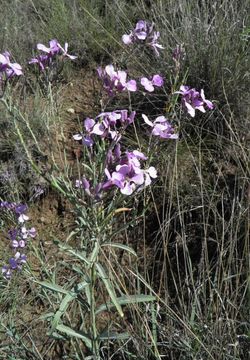 Image de Hesperidanthus linearifolius (A. Gray) Rydb.