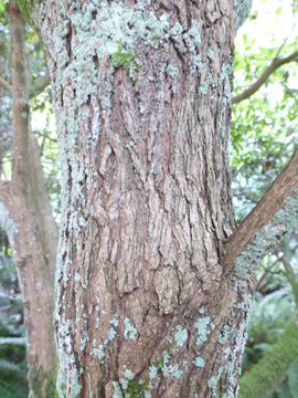 صورة Rhododendron oreodoxa var. fargesii (Franch.) D. F. Chamb.