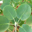 Image of Rhododendron orbiculare Decne.