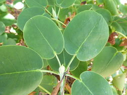 Image of Rhododendron orbiculare Decne.