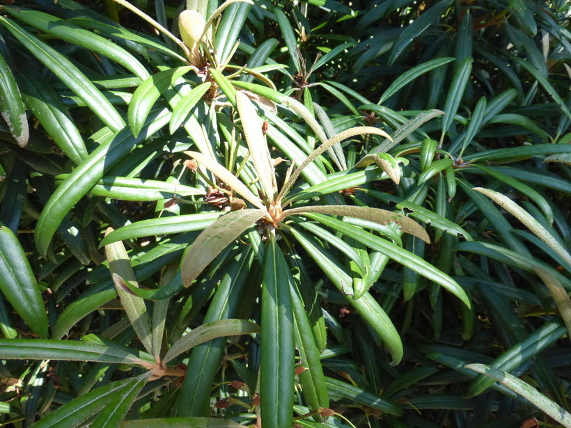 Image of Rhododendron adenopodum Franch.