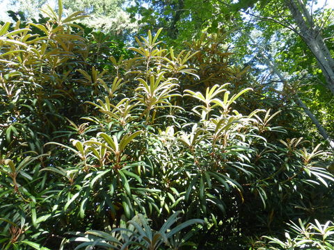 Image of Rhododendron adenopodum Franch.