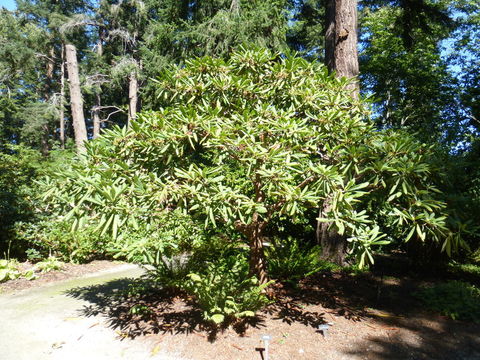 Image of Rhododendron adenopodum Franch.