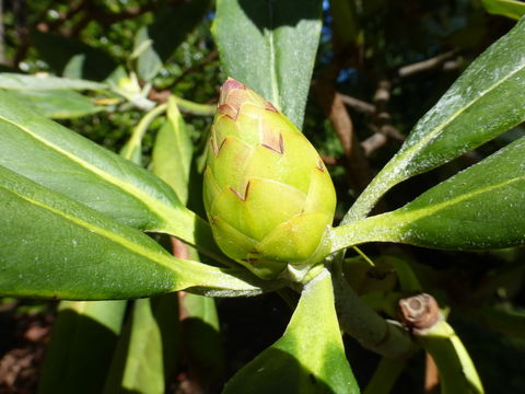 Image of Rhododendron adenopodum Franch.