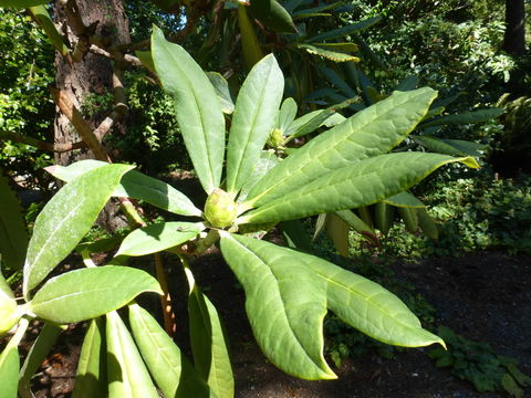 Image de Rhododendron adenopodum Franch.