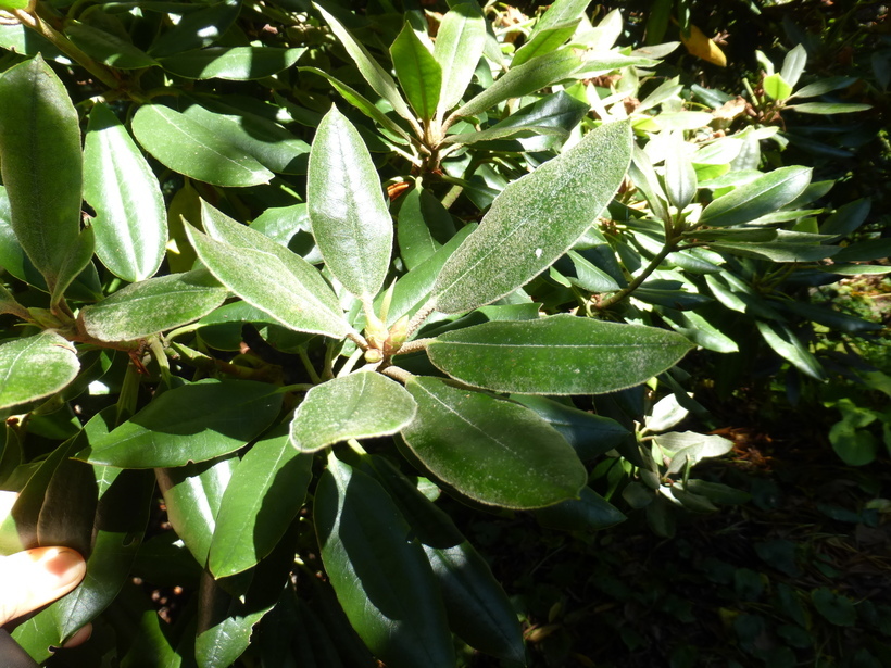 صورة Rhododendron pseudochrysanthum Hayata