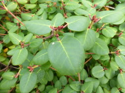 Image of Rhododendron williamsianum Rehder & E. H. Wilson