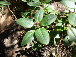 Image of Rhododendron williamsianum Rehder & E. H. Wilson