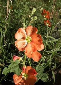 Image of Fendler's globemallow