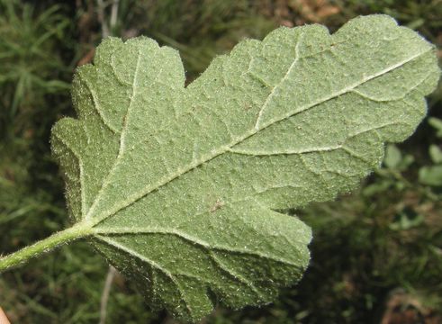 Image of Fendler's globemallow