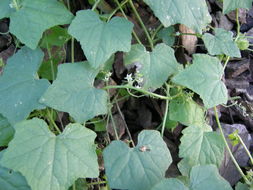 Image of climbing arrowheads