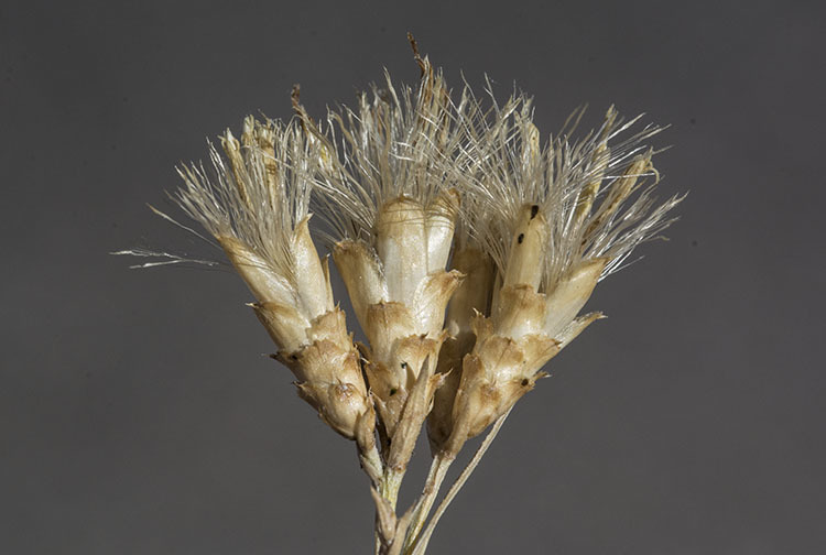 Image of Panamint rock goldenrod