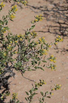 Image of American tarwort