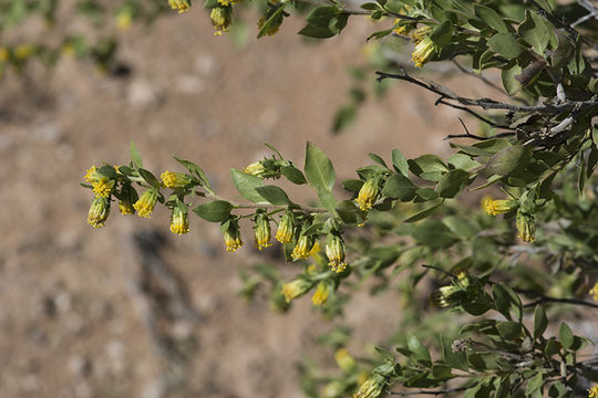 Image of American tarwort