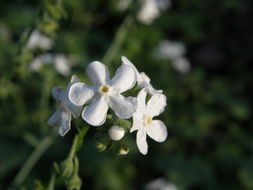 Image of Chihuahuan stickseed