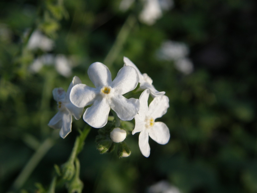 Image of Chihuahuan stickseed