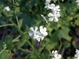 Image of Chihuahuan stickseed