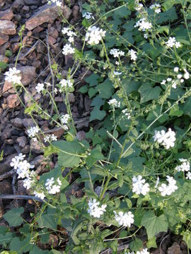 Image of Chihuahuan stickseed